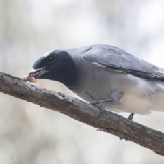 Coracina novaehollandiae at Bruce, ACT - 22 Dec 2018