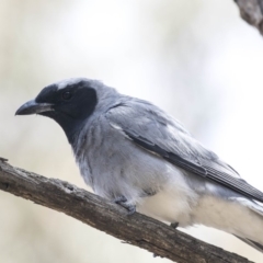 Coracina novaehollandiae at Bruce, ACT - 22 Dec 2018 12:05 PM