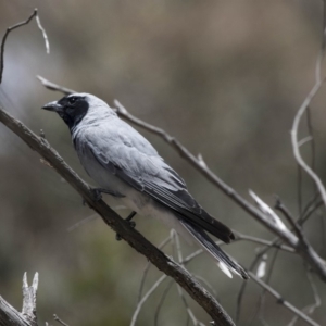 Coracina novaehollandiae at Bruce, ACT - 22 Dec 2018 12:05 PM