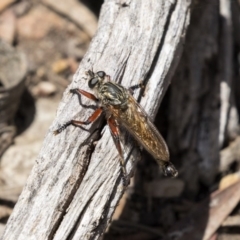 Zosteria sp. (genus) (Common brown robber fly) at Bruce, ACT - 22 Dec 2018 by AlisonMilton