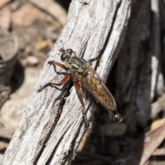 Zosteria sp. (genus) (Common brown robber fly) at Bruce, ACT - 22 Dec 2018 by Alison Milton