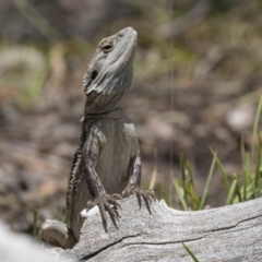 Pogona barbata (Eastern Bearded Dragon) at Bruce, ACT - 22 Dec 2018 by AlisonMilton