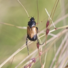 Phyllotocus navicularis (Nectar scarab) at Bruce, ACT - 22 Dec 2018 by AlisonMilton