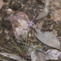 Stylidium (genus) (Trigger Plant) at Bruce, ACT - 22 Dec 2018 by AlisonMilton