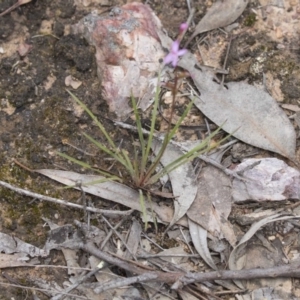 Stylidium sp. at Bruce, ACT - 22 Dec 2018 12:34 PM