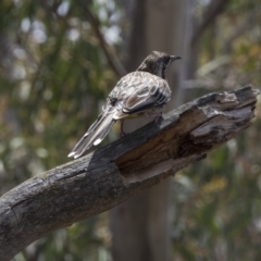 Anthochaera carunculata (Red Wattlebird) at Bruce, ACT - 22 Dec 2018 by Alison Milton