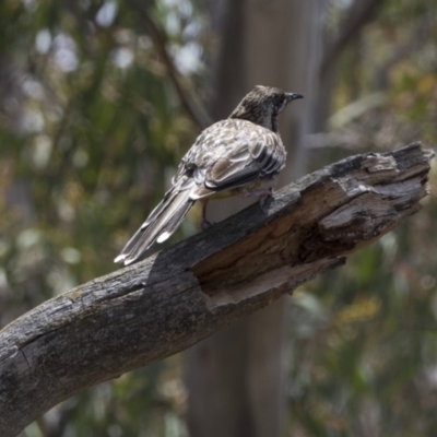 Anthochaera carunculata (Red Wattlebird) at Bruce, ACT - 22 Dec 2018 by AlisonMilton