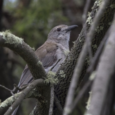 Colluricincla harmonica (Grey Shrikethrush) at Gossan Hill - 22 Dec 2018 by Alison Milton