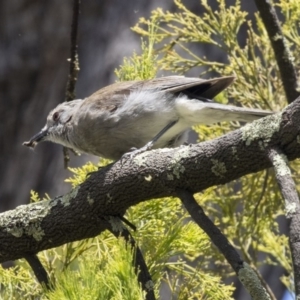 Colluricincla harmonica at Bruce, ACT - 22 Dec 2018 12:36 PM