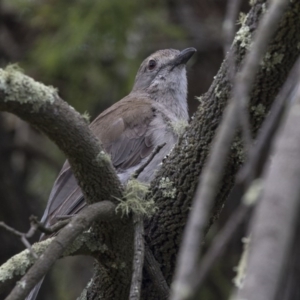 Colluricincla harmonica at Bruce, ACT - 22 Dec 2018 12:36 PM