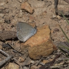 Zizina otis (Common Grass-Blue) at Bruce, ACT - 22 Dec 2018 by AlisonMilton