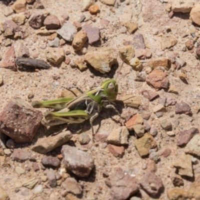 Austroicetes sp. (genus) (A grasshopper) at Bruce, ACT - 22 Dec 2018 by AlisonMilton