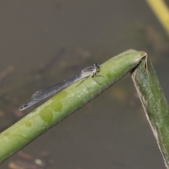 Ischnura heterosticta (Common Bluetail Damselfly) at Lake Ginninderra - 22 Dec 2018 by Alison Milton