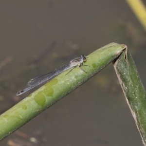 Ischnura heterosticta at Belconnen, ACT - 22 Dec 2018 03:11 PM