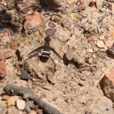 Villa sp. (genus) (Unidentified Villa bee fly) at Bruce Ridge to Gossan Hill - 22 Dec 2018 by AlisonMilton