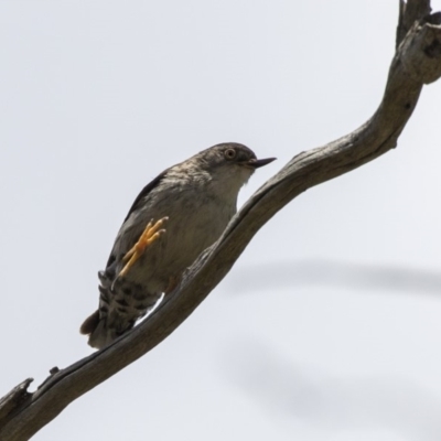 Daphoenositta chrysoptera (Varied Sittella) at Bruce Ridge to Gossan Hill - 22 Dec 2018 by AlisonMilton