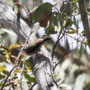 Daphoenositta chrysoptera at Bruce, ACT - 22 Dec 2018 12:26 PM