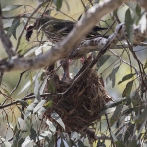 Oriolus sagittatus at Bruce, ACT - 22 Dec 2018 10:44 AM