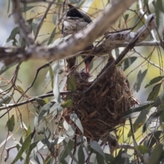 Oriolus sagittatus at Bruce, ACT - 22 Dec 2018 10:44 AM