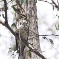 Oriolus sagittatus at Bruce, ACT - 22 Dec 2018 10:44 AM