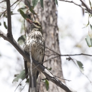 Oriolus sagittatus at Bruce, ACT - 22 Dec 2018 10:44 AM