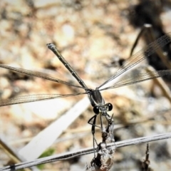 Austroargiolestes icteromelas (Common Flatwing) at Rendezvous Creek, ACT - 24 Dec 2018 by JohnBundock