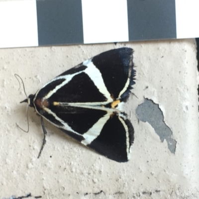 Fodina ostorius (Fodina ostorius) at Mirador, NSW - 26 Dec 2018 by hynesker1234