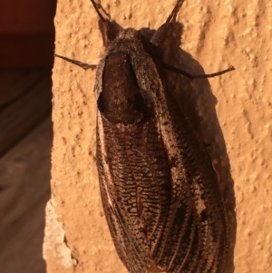 Endoxyla encalypti at Mirador, NSW - 25 Dec 2018