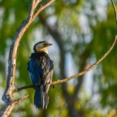 Microcarbo melanoleucos (Little Pied Cormorant) at Fyshwick, ACT - 26 Dec 2018 by frostydog