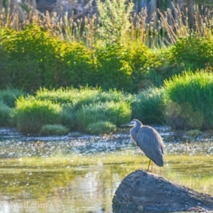 Egretta novaehollandiae at Fyshwick, ACT - 26 Dec 2018 06:46 AM