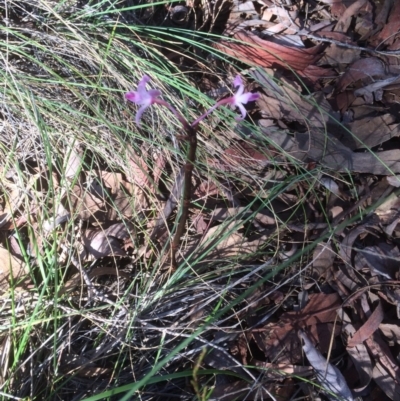 Dipodium roseum (Rosy Hyacinth Orchid) at Mount Majura - 25 Dec 2018 by petersan