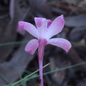 Dipodium roseum at Hackett, ACT - 26 Dec 2018