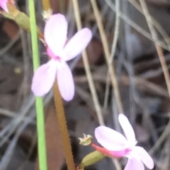 Stylidium sp. (Trigger Plant) at Mount Majura - 25 Dec 2018 by petersan