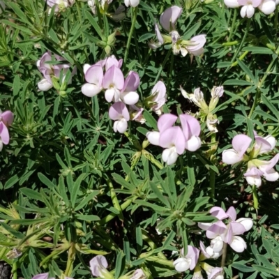 Lotus australis (Austral Trefoil) at Yarralumla, ACT - 25 Dec 2018 by jpittock