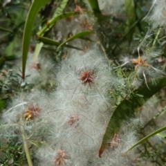 Clematis leptophylla (Small-leaf Clematis, Old Man's Beard) at Isaacs Ridge and Nearby - 25 Dec 2018 by Mike