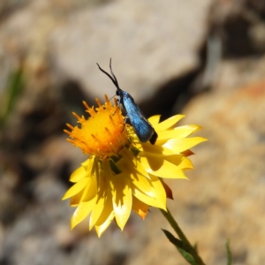 Pollanisus apicalis at Kambah, ACT - 24 Dec 2018 01:52 PM