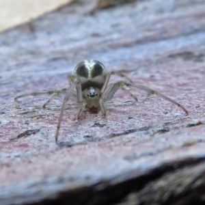 Deliochus pulcher at Macarthur, ACT - 26 Dec 2018 01:31 PM