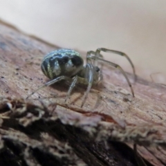 Deliochus pulcher at Macarthur, ACT - 26 Dec 2018 01:31 PM