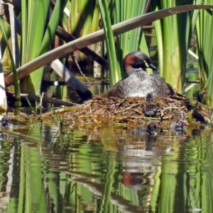 Tachybaptus novaehollandiae at Fyshwick, ACT - 25 Dec 2018