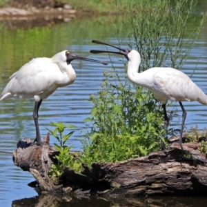 Platalea regia at Fyshwick, ACT - 25 Dec 2018