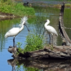 Platalea regia at Fyshwick, ACT - 25 Dec 2018