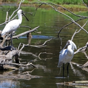 Platalea regia at Fyshwick, ACT - 25 Dec 2018