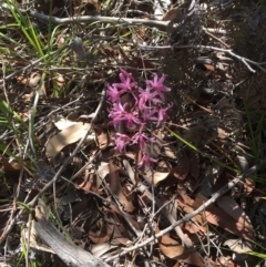 Dipodium roseum (Rosy Hyacinth Orchid) at Meroo National Park - 25 Dec 2018 by Marg
