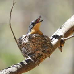 Myiagra rubecula (Leaden Flycatcher) at Kambah, ACT - 24 Dec 2018 by MatthewFrawley