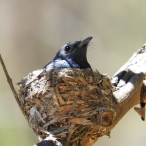 Myiagra rubecula at Kambah, ACT - 24 Dec 2018