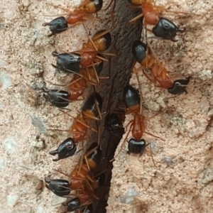 Camponotus consobrinus at Isaacs, ACT - 19 Dec 2018