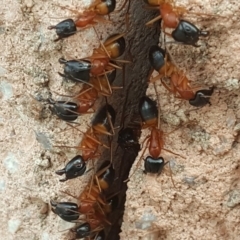 Camponotus consobrinus (Banded sugar ant) at Isaacs, ACT - 19 Dec 2018 by Mike