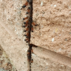 Camponotus consobrinus at Isaacs, ACT - 19 Dec 2018 05:26 PM