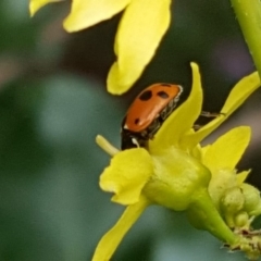 Hippodamia variegata (Spotted Amber Ladybird) at Narrabundah, ACT - 21 Dec 2018 by Mike