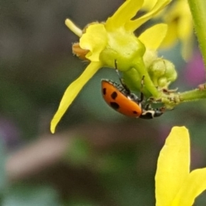 Hippodamia variegata at Narrabundah, ACT - 21 Dec 2018